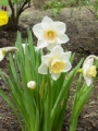 Narzisse - Narcissus pseudonarcissus - giftig