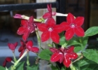 Tabak-Arten - Nicotiana spec. - giftig