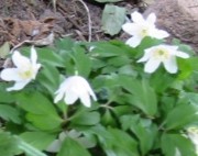 Buschwindröschen - Anemone nemorosa - giftig