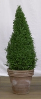 Buchsbaum - Buxus spec. - giftig